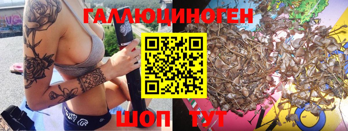 Галлюциногенные грибы Psilocybe Малгобек